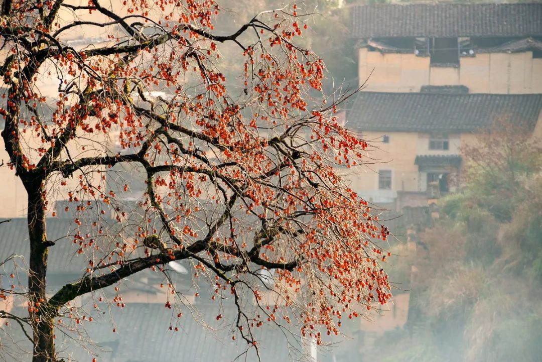 “霜降”：人间至此秋色尽，草木摇落露为霜